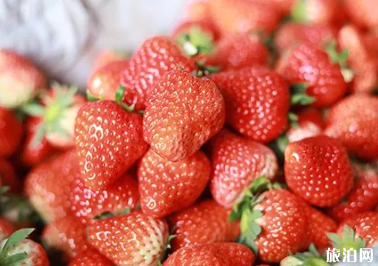 石家庄哪里可以摘草莓 石家庄摘草莓多少钱