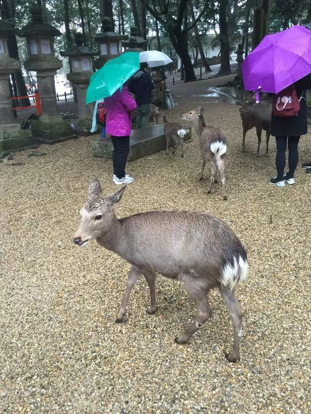 日本六日游攻略