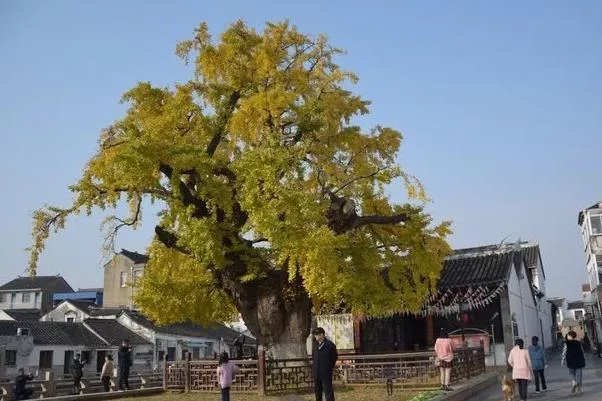 宜兴周铁老城隍庙古银杏最佳观赏时间