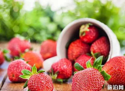 石家庄哪里可以摘草莓 石家庄摘草莓多少钱