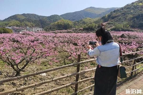 丁宅水蜜桃采摘基地 采摘时间