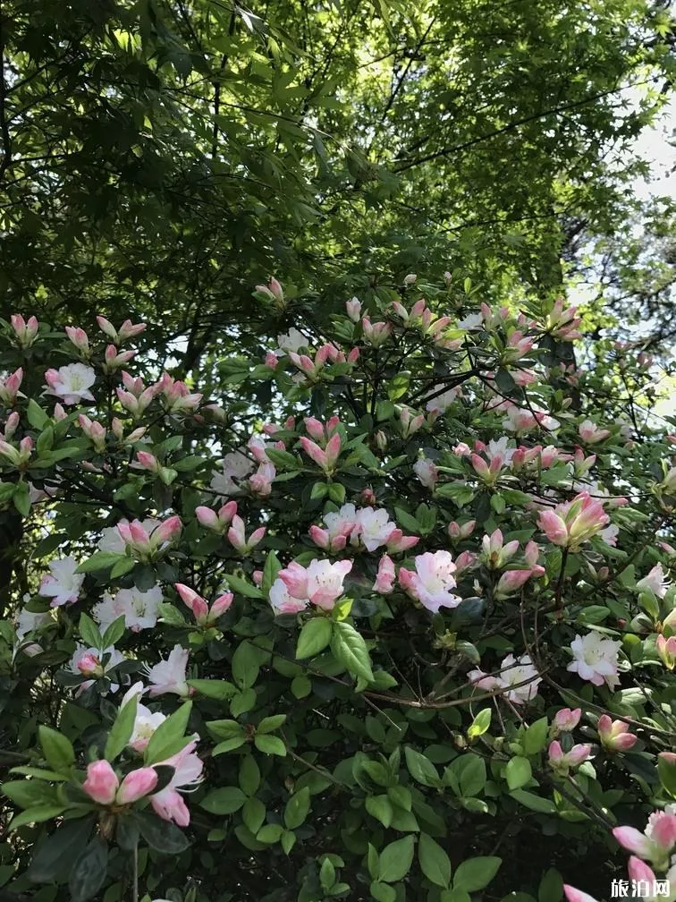 庐山旅游攻略一日游