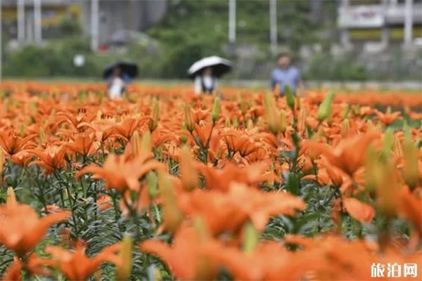 台江老屯乡百合园门票多少 交通指南