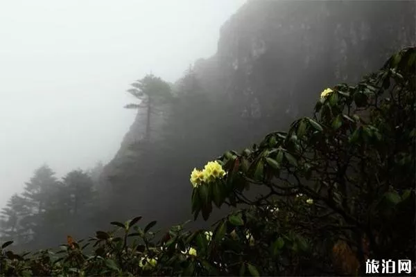 昆明轿子雪山介绍 轿子雪山地址-交通指南