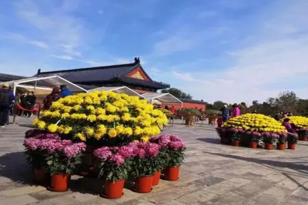 2021北京天坛公园菊花展开幕时间-赏花攻略