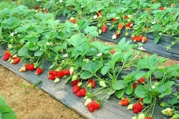 深圳摘草莓的地方最新2021 深圳草莓采摘时间