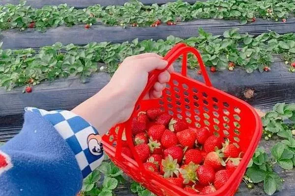 深圳摘草莓的地方最新2021 深圳草莓采摘时间