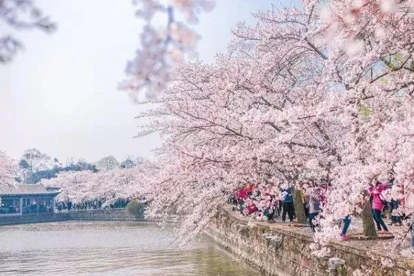 无锡龙寺生态园全年赏花时间攻略