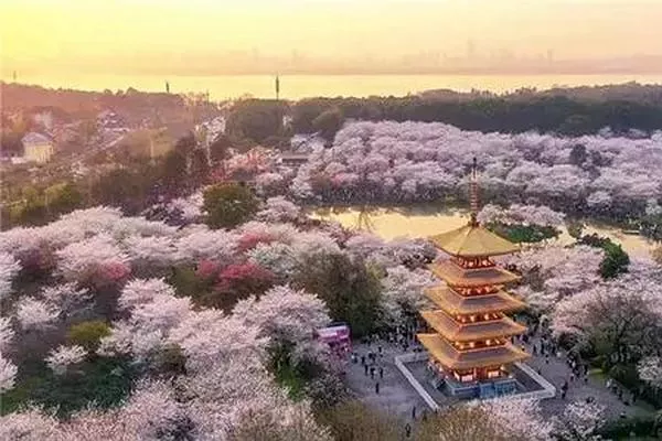 温州十大赏花圣地推荐