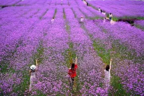 福州贵安花海公园一日游玩攻略