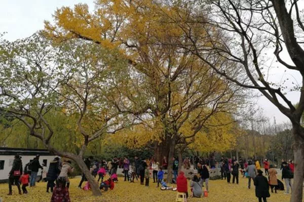 上海嘉定古树公园怎么走 要门票吗