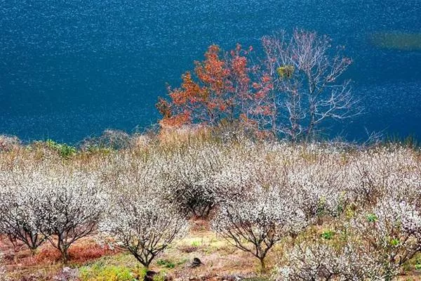 2021-2022广州从化流溪梅花节举办时间及地点-交通指南