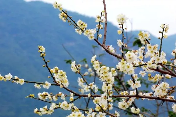 2021-2022广州从化流溪梅花节举办时间及地点-交通指南