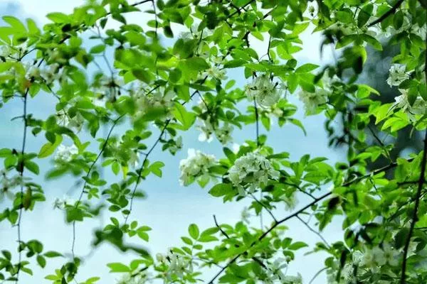 成都七里香花海在哪里