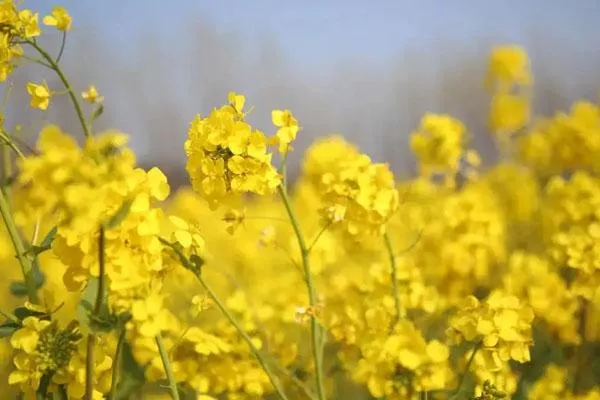 漳州哪里有油菜花海可以看