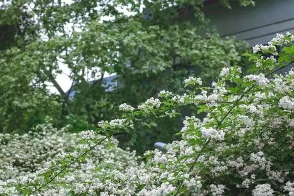 成都七里香花海在哪里