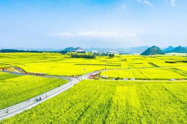 武汉清明节油菜花观赏地推荐2022