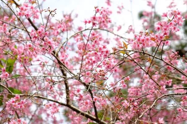 沈阳故宫有什么花 赏花指南