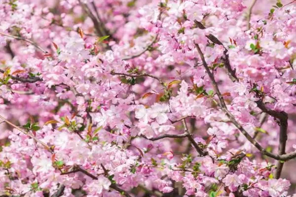 天津海棠花赏花地点2022