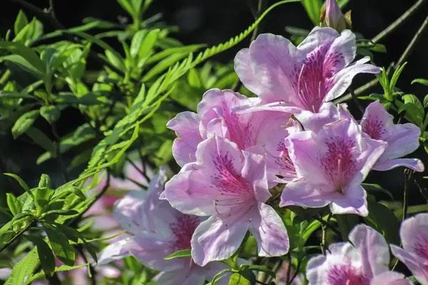 杭州哪里看杜鹃花最好