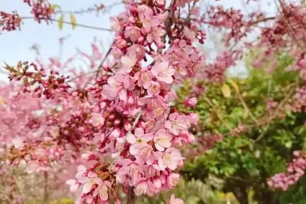 成都四月赏花去哪里 看花游玩路线推荐