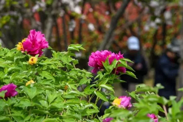 洛阳牡丹花观赏指南 附地址及花期