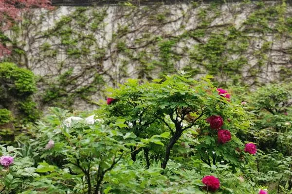 扬州看牡丹花去哪里好 六大最佳观赏地推荐