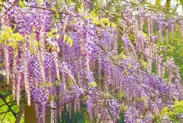 南京紫藤花哪里好看