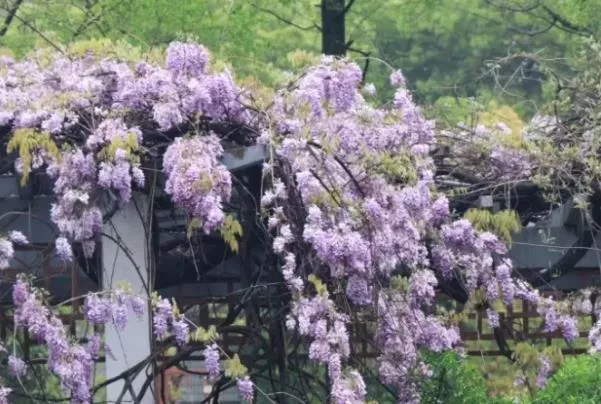 南京紫藤花哪里好看