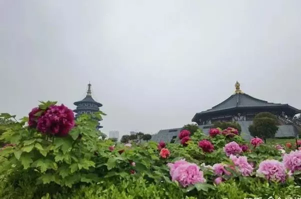 洛阳看牡丹花的地方有哪些