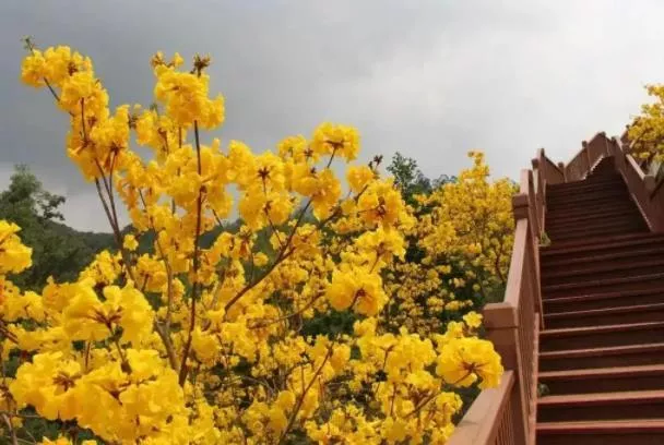 厦门四月赏花去处 有哪些可以看花的地方