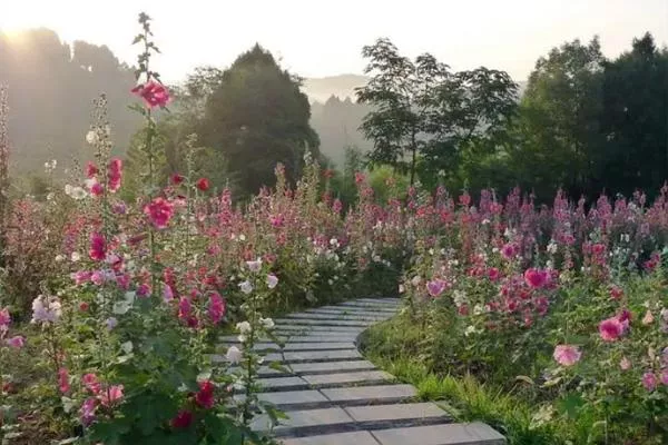 2022成都赏花景点推荐 成都赏花景点排名