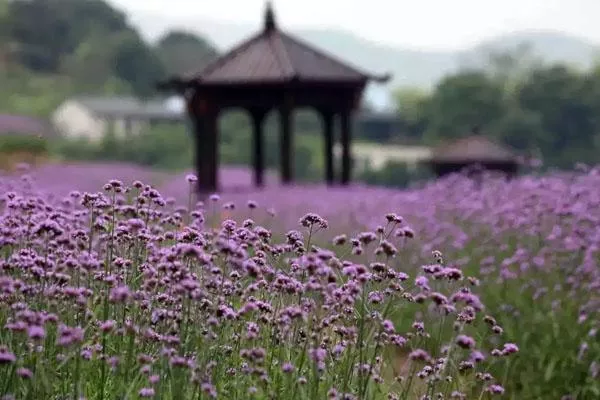 浙江薰衣草花海在哪里 最佳观赏地推荐