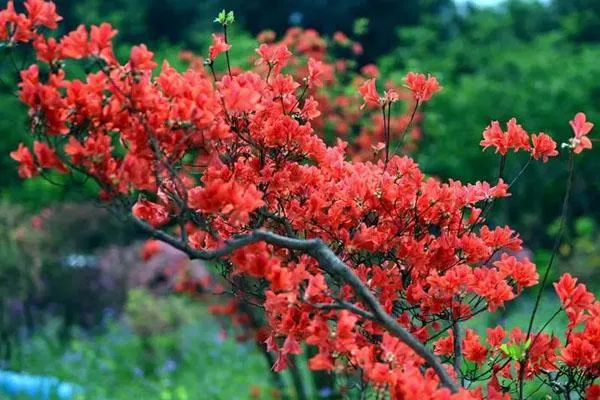 长沙哪里有杜鹃花看 最美赏花地推荐