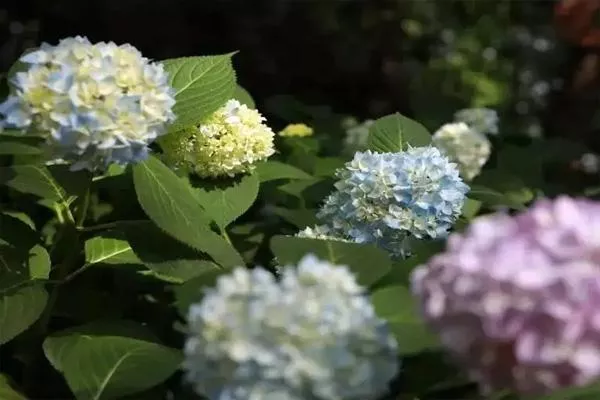 杭州绣球花在哪里有哪些