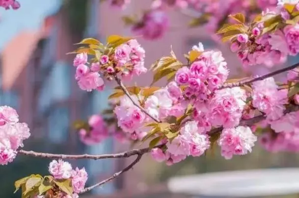 成都四月赏花去哪里 看花游玩路线推荐