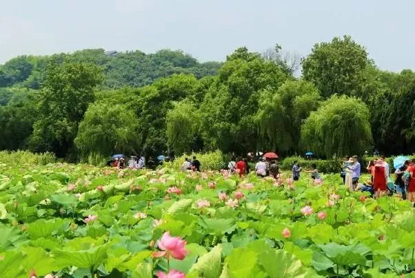 无锡哪里有看荷花的地方