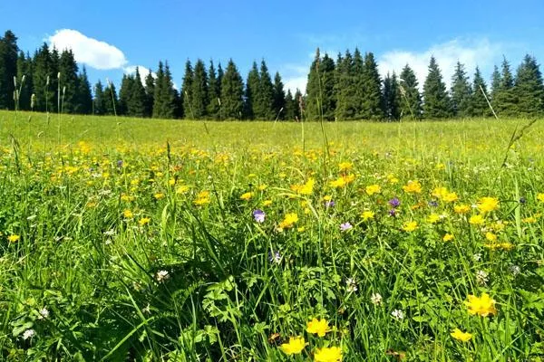 新疆六月去哪里旅游最好