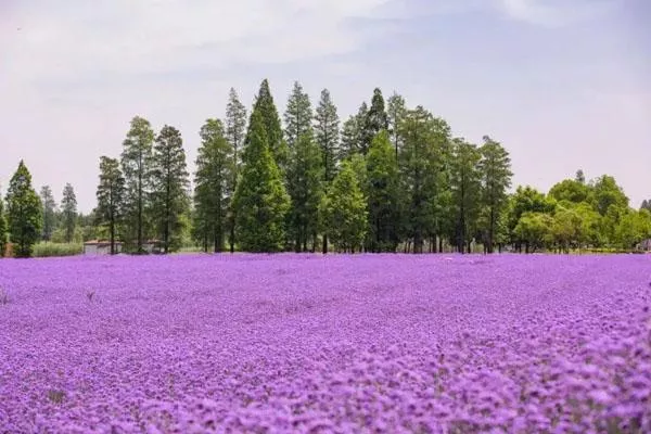 2022南京马鞭草花海在哪里