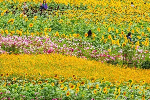 湖南省植物园现在有什么花开放 附赏花指南