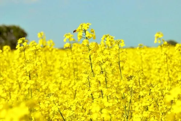 吹笛景区太渔桥看油菜花攻略