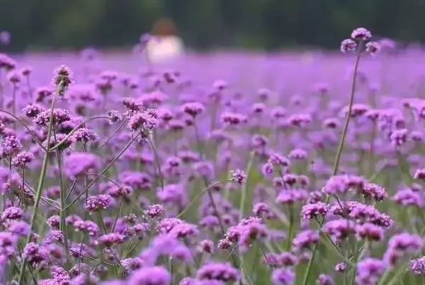 成都5月赏花的地方有哪些