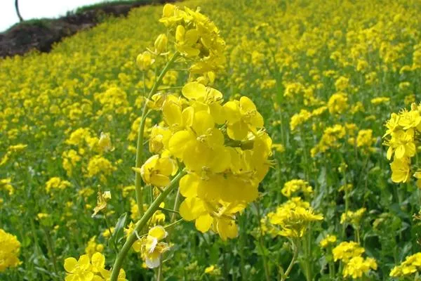 吹笛景区太渔桥看油菜花攻略