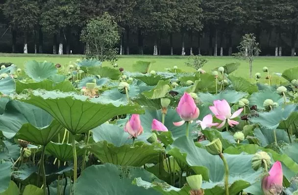 宜兴哪里可以看荷花