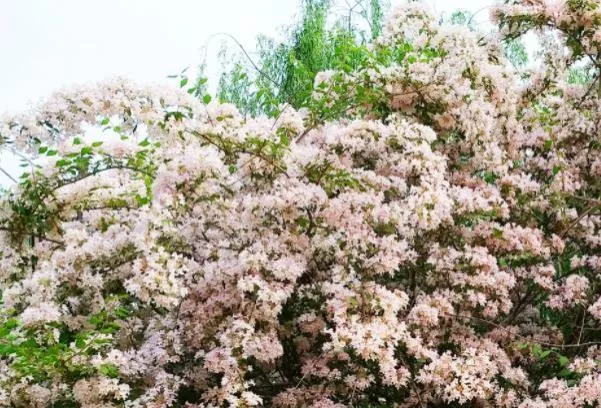 北京蝟实花花期是什么时候