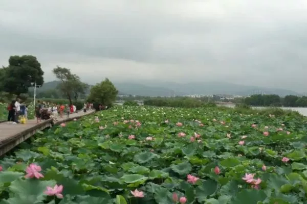 无锡哪里有看荷花的地方