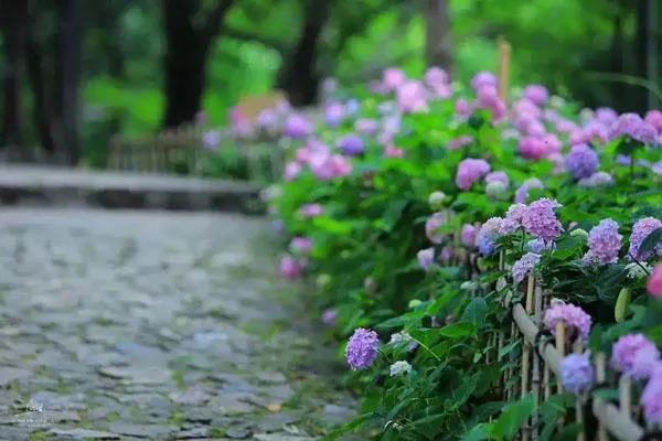 无锡绣球花海去哪里看 哪里开得最好