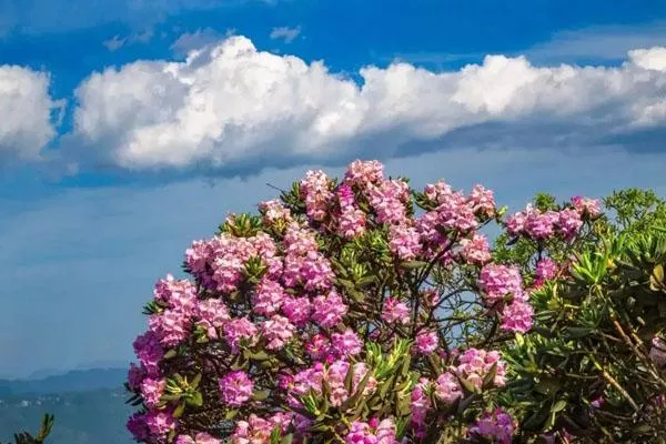 重庆5月赏花好去处 五月看花的最佳地点