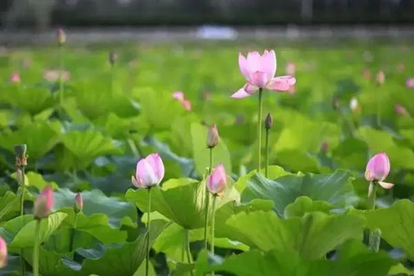 中山赏荷花的地方有哪些