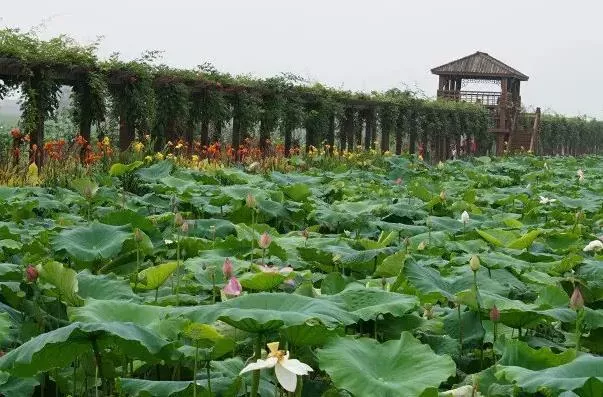 2022南京看荷花的地方有哪些 景点推荐